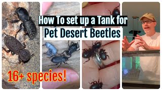 How To Set up at Pet Desert Beetle Tank Part 1 #bluedeathfeigningbeetles #darklingbeetles