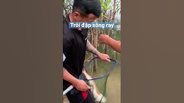 Cá trôi tự nhiên đập sông ray