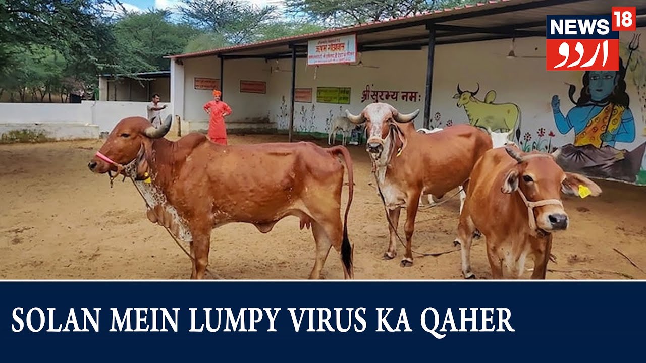 Himachal News Solan Mein Lumpy Virus Ke 11 Hazar Se Zeyada Muamlat himachal-news-solan-mein-lumpy-virus-ke-11-hazar-se-zeyada-muamlat