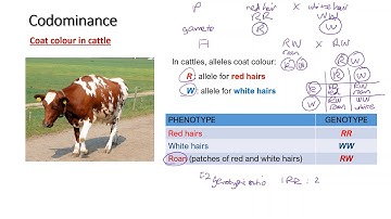 Genetics | Extension of Mendelian