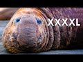 For Elephant Seals, Size Does Matter