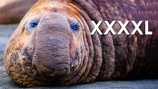 For Elephant Seals, Size Does Matter