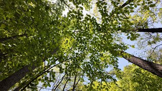 The Beautiful Green Canopy - Relaxing Soothing Bird Sounds