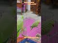 تلاوه عطره من الذكر الحكيم #اكسبلور #cutebird #foryou #birds
