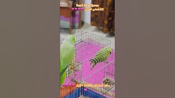 تلاوه عطره من الذكر الحكيم #اكسبلور #cutebird #foryou #birds