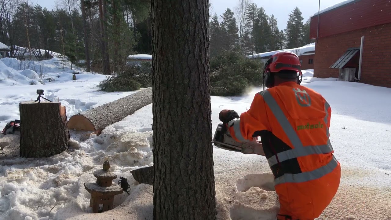 Metsolan Metsäkoulu 262 - Miten sivukalteva puu kaadetaan tositilanteessa?