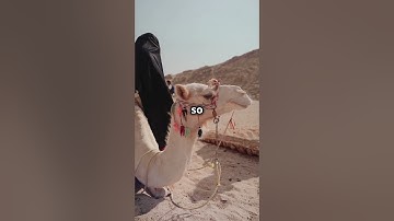 Why Touching a Dead Camel is Dangerous! #healthrisks   #animals