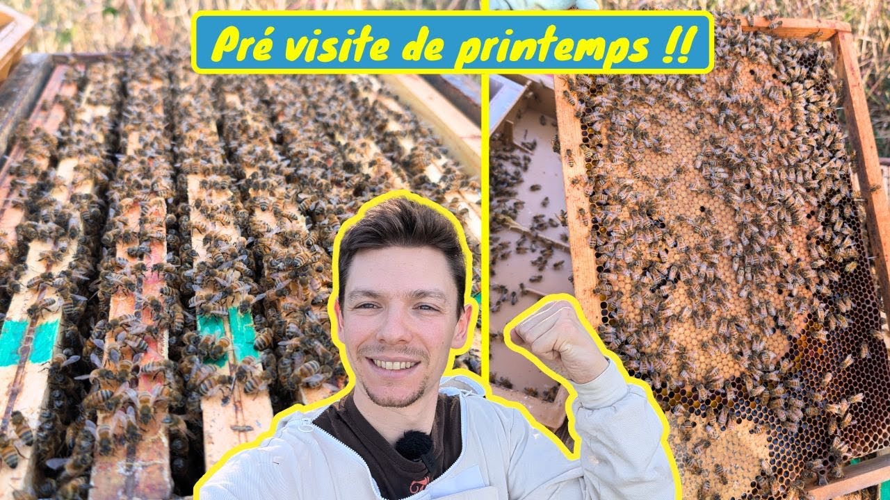 PRÉ-VISITE DE PRINTEMPS DES COLONIES D'ABEILLES !! BOOM de certaines ruches, ça fait plaisir !!