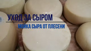 Как ухаживать за сыром во время созревания /Мойка сыра от плесени / Латексное покрытие для сыра