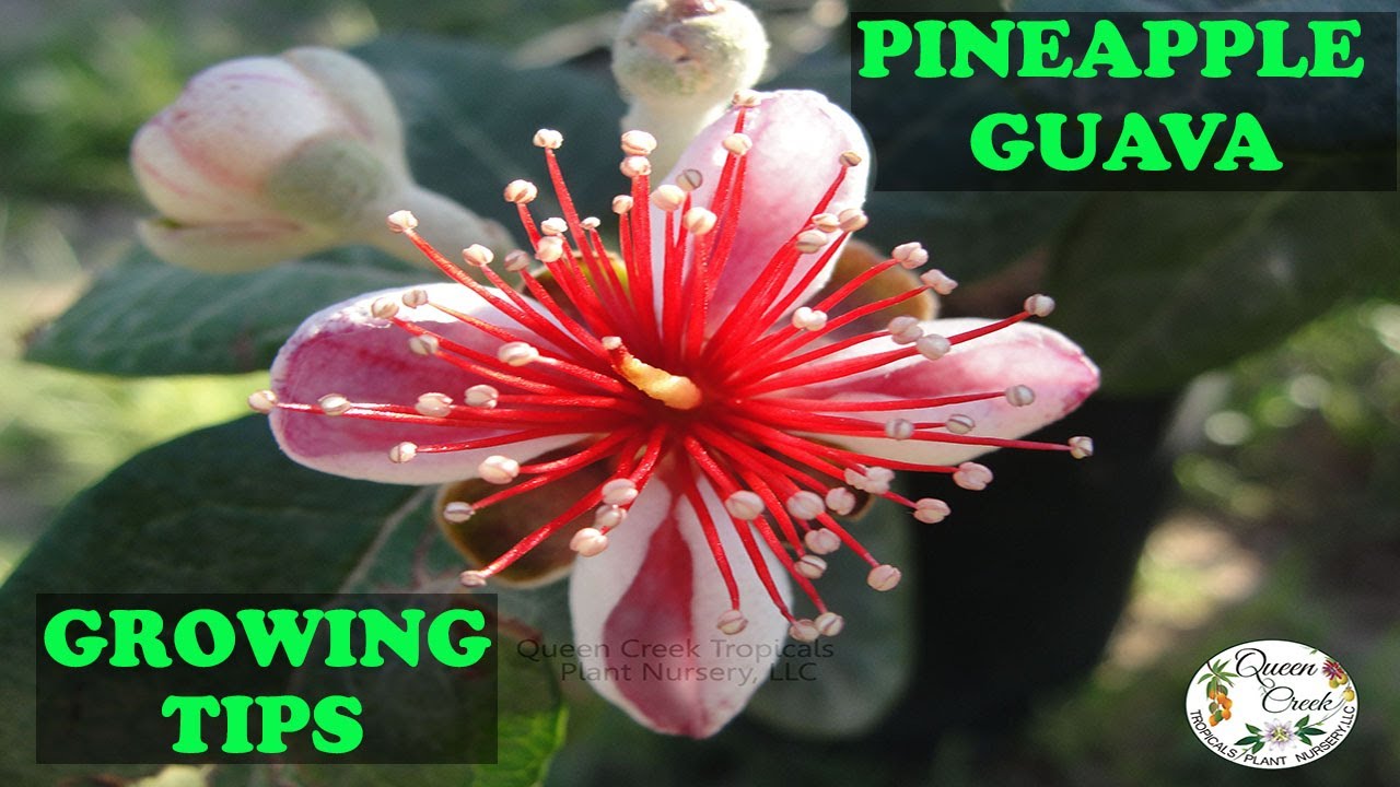 Evergreen, Edible Flowers And It Fruits MUST HAVE Pineapple Guava