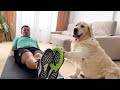 The best workout exercises from a golden retrievers coach try not to laugh