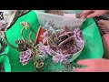 Putting together graptopetalum hanging pot