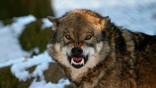 7 фактов о волках, о которых вы точно не знаете!