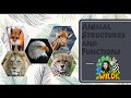 Animal Structures and Functions in Nature