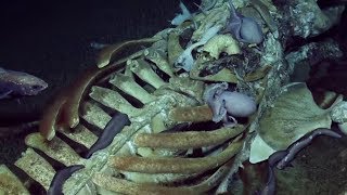 DEEPSEA FOOTAGE: Scavenging Marine Life Devour Baleen Whale Remains | Oceana