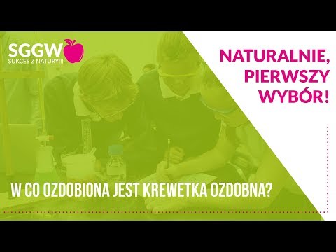 W co ozdobiona jest krewetka ozdobna?