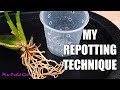 How I repot Oncidium Orchids Vs. other growers - Multiple techniques for success!