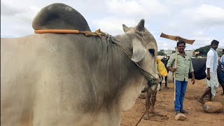 Biggest Ongole Bulls prices 2022 in pebbair market | oxen video ‎@CSR BULL SHOW 