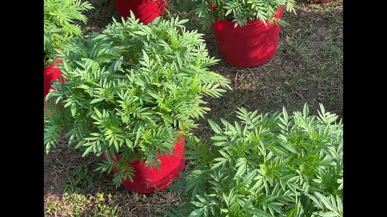 đã bao năm . nắm được trọn kỉ thuật của e.cũng chỉ là ẩn số. chỉ có những ae chí cốt mới biết thôi…