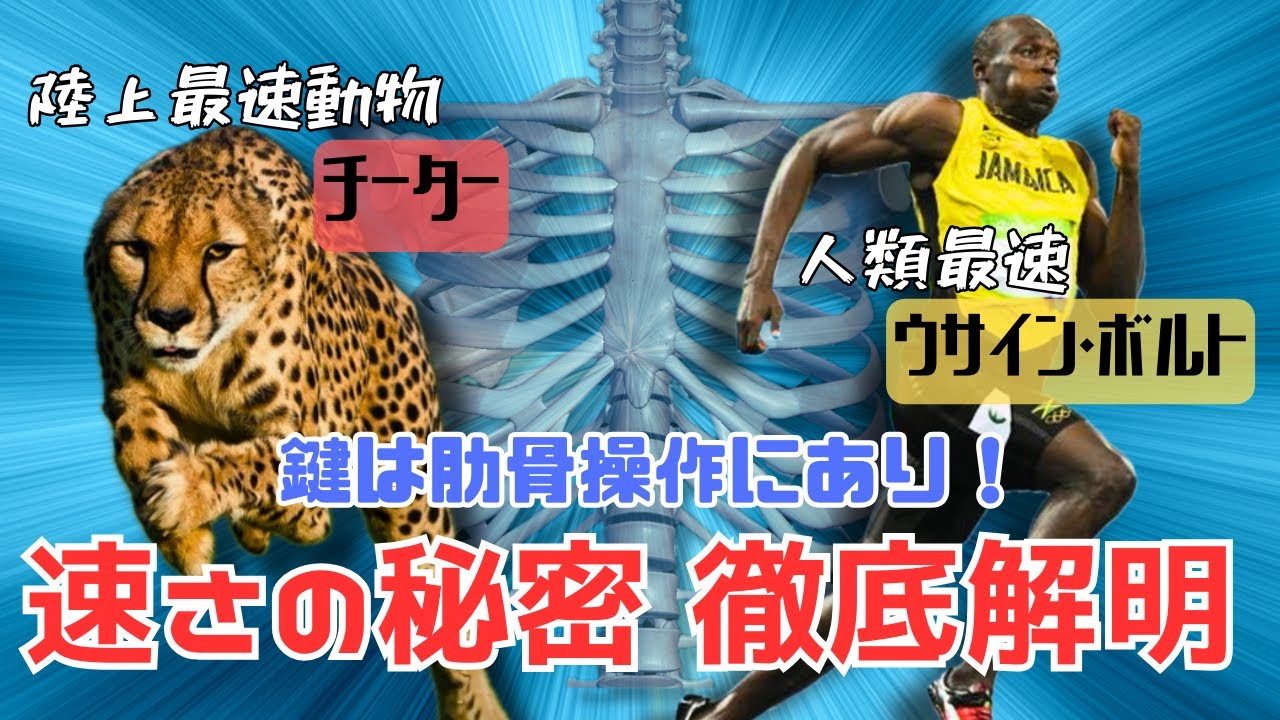 チーターとウサインボルトの走り方を徹底解明！