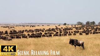 Epic Wildebeest & Buffalo Migration | Scenic African Safari Wildlife in 4K Scenic Relaxing Film |