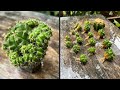 How to propagate cactus 