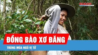 Quảng Ngãi: Đồng bào Xơ Đăng trúng mùa ngũ vị tử