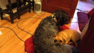 Dog Obedience Group, Wallkill, NY  845-430-1764