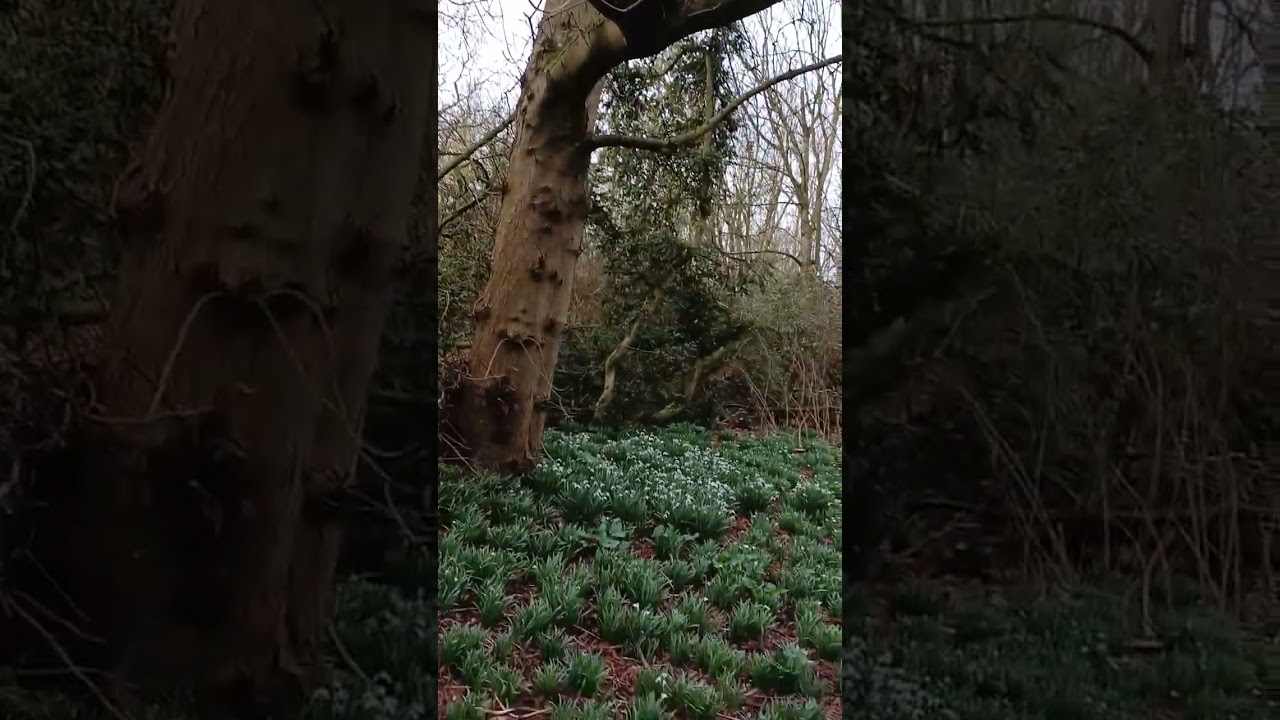 Public paths (walking trails) 