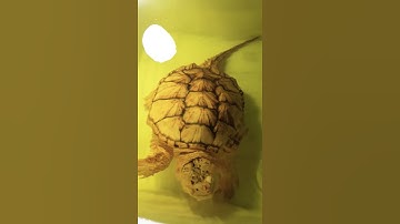 Hypo Melanistic common snapping Turtle "Trojan"