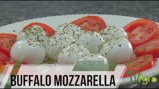 How to Produce Buffalo Mozzarella Cheese in Planeta Rica Colombia - TvAgro by Juan Gonzalo Angel