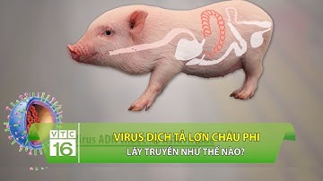 Virus dịch tả lợn châu Phi lây truyền như thế nào? | VTC16