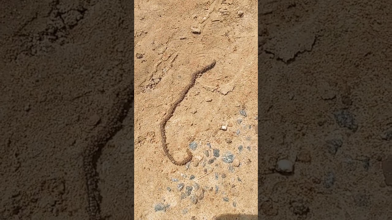 CREATURES AND THEIR MOVEMENT 