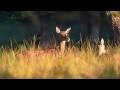 Tiere leiden unter Hitze | RON TV | LIVE-Sendung vom XX.XX.XXXX
