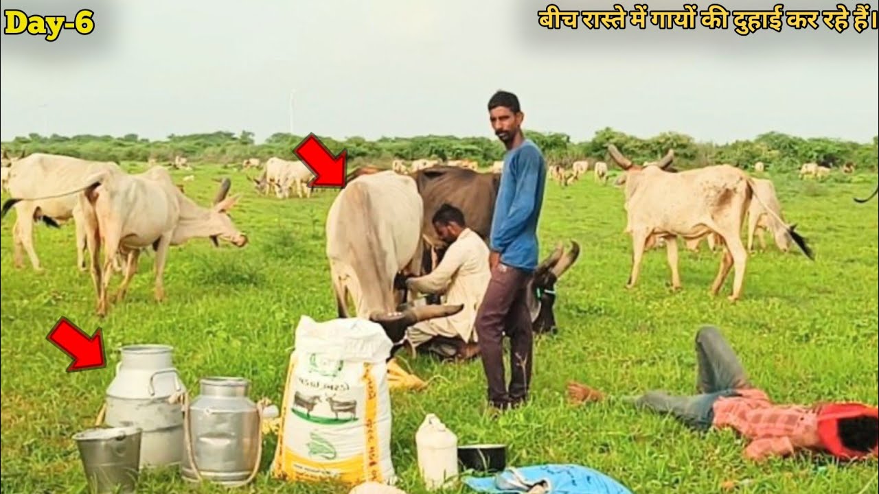Day-6. आज गायों को अचानक बीच में ही रोकनी पड़ी😱। आज से ज्यादा नहीं चलेगी।