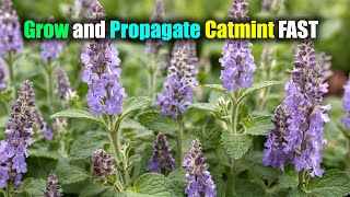 Catmint Secrets Grow And Propagate Catmint Fast