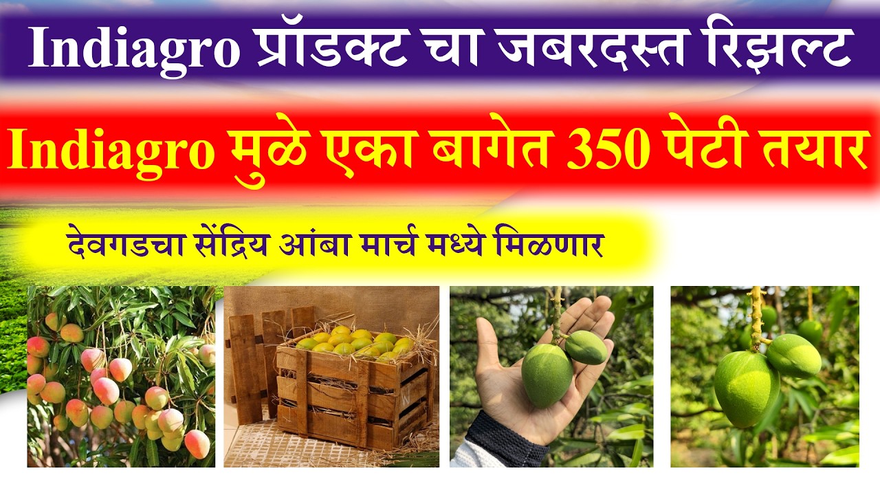 Indiagro प्रॉडक्ट चा जबरदस्त रिझल्ट | Organic Devgad Mango | Indiagro Product