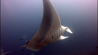 Blue Magic  Raja Ampat  Manta Ray