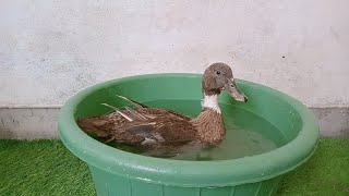 Duckling Getting Bath 😏 | Animals Ubs by Animals UBS 99 views 2 years ago 1 minute, 21 seconds