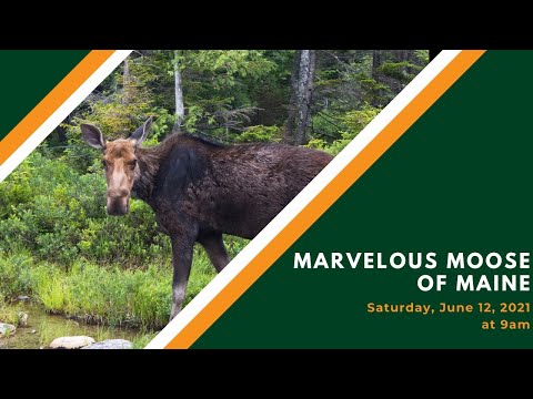Vídeo: Maine Wildlife Park - Veja um Maine Moose Garantido