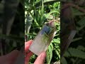 Polished Wispy Smokey Multi-Phantom Quartz Crystal x 1 From Anzojorabe, Madagascar