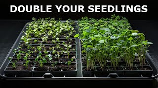 BIGGEST Mistake When Thinning Seedlings