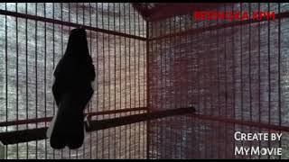 #viral #suaraburung burung kacer muda ngotot cari lawan 💯% ampuh buat memanggil burung kacer