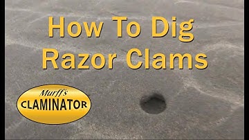How to Find and Dig Razor Clams