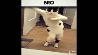 edit no mio #parati #catsoftiktok  #memes
