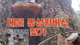 뽕상황버섯과 개회상황버섯, 소나무잔나비 보고 왔습니다.