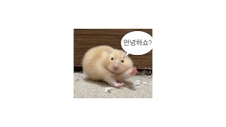 🤍2025 틱톡 랜덤플레이댄스🤍지금 제일 핫한 춤 모음!🔥 #2025틱톡랜덤플레이댄스 #틱톡댄스  #랜덤플레이댄스 #틱톡인기댄스 #KPOP댄스🍀