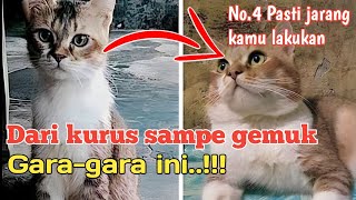 5 Cara merawat kucing kampung supaya gemuk tips merawat kucing kampung supaya gemuk secara alami