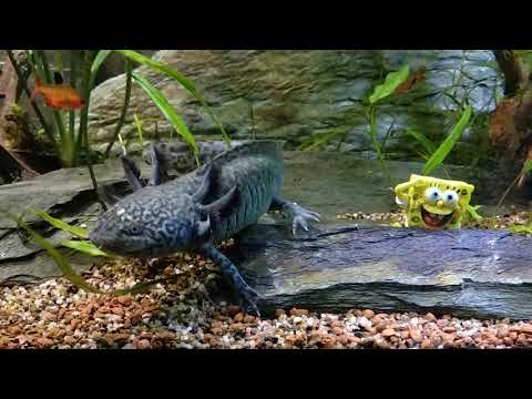 Video: Axolotl - Ambystoma Mexicanum Sudralib Yuruvchilarning Hipoallergen, Sog'liq Va Umr Ko'rish Muddati