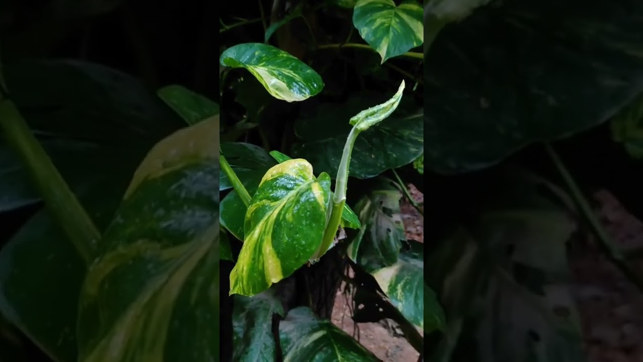 The Art of Raining / July in EFLU 2022